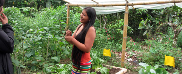 an international volunteer helps with our sustainable cacao production project