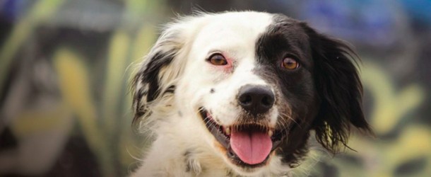 pet rescue center in Quito