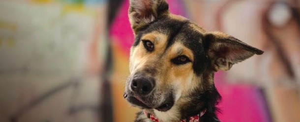 volunteer with animal rescue in Quito