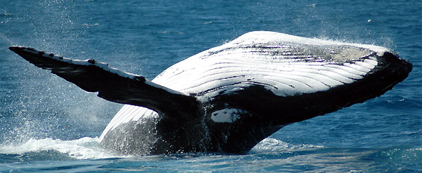volunteer in whale conservation and education on the Pacific coast of Ecuador