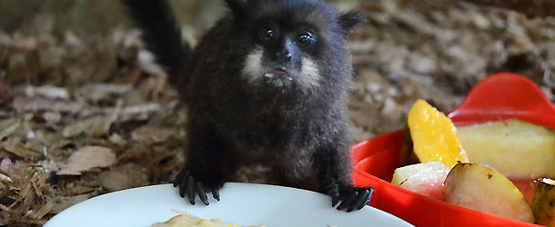 animal rescue center in the Amazon region needs volunteers to care for the rescued animals